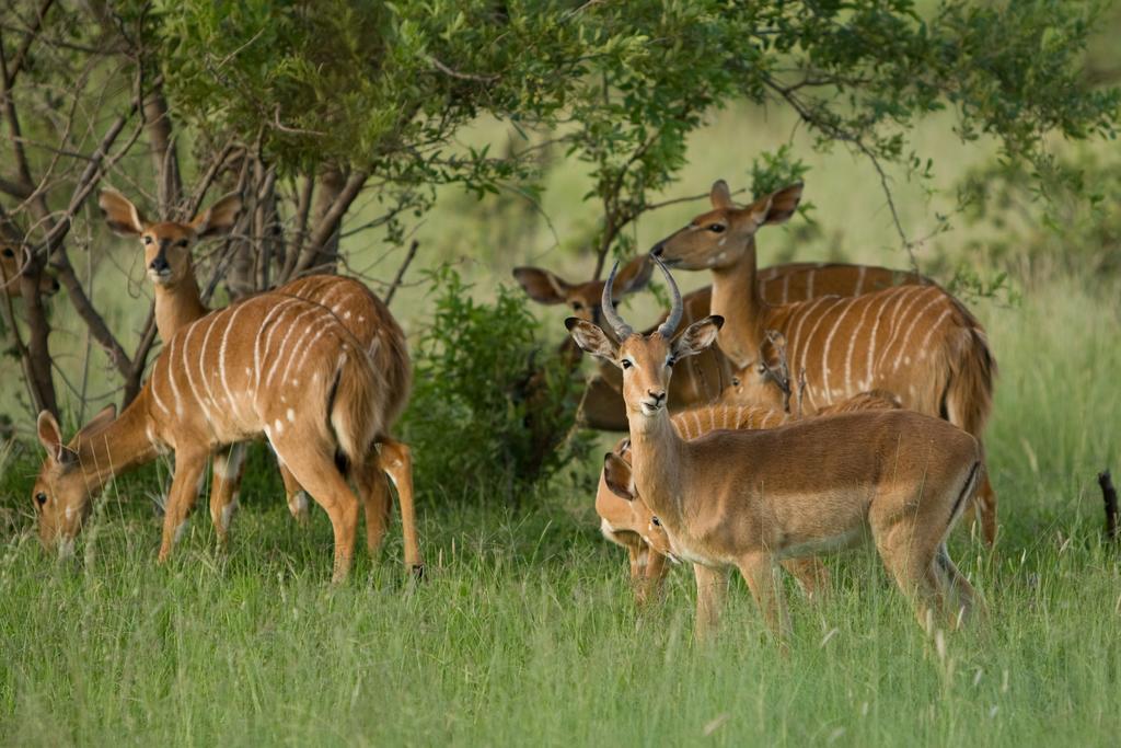 Kedar Heritage Lodge, Conference Centre & Spa Phokeng Bagian luar foto