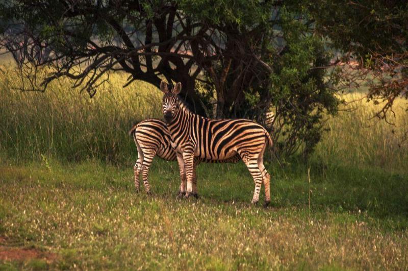 Kedar Heritage Lodge, Conference Centre & Spa Phokeng Bagian luar foto